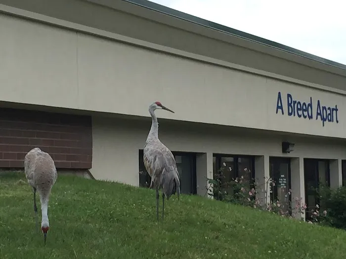 A Breed Apart Animal Hospital Picture 10