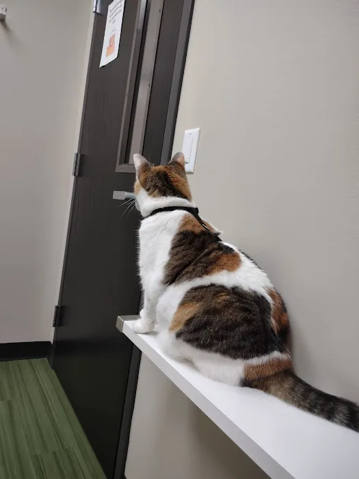 Cat Care Clinic - West Picture 3