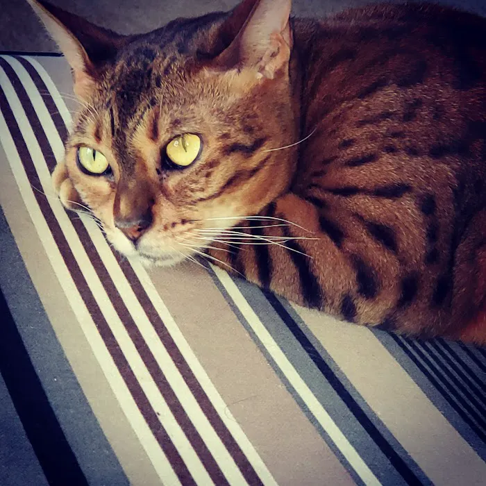 Cat Care Clinic - West Picture 4