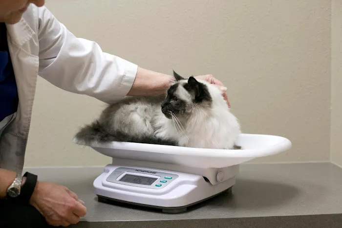 Cat Care Clinic - West Picture 8