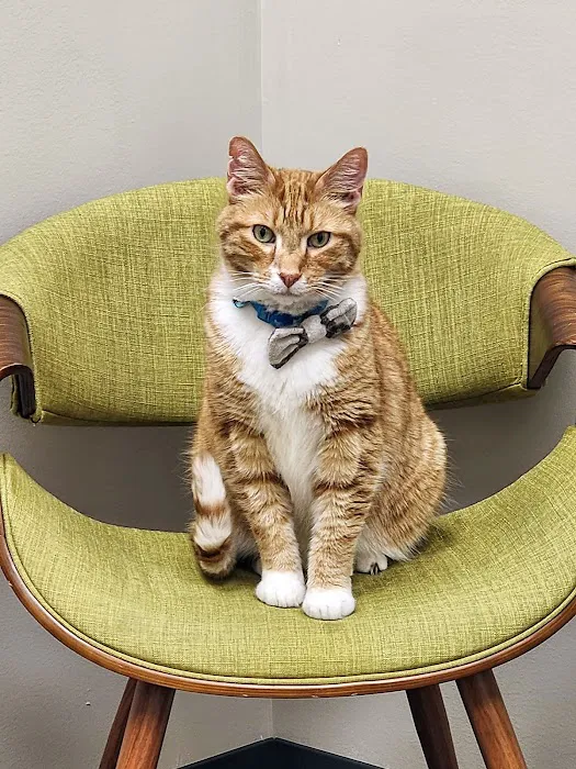 Cat Care Clinic - West Picture 5