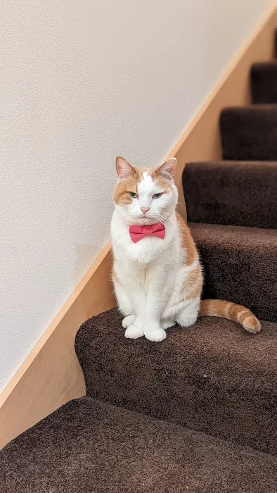 Cat Care Clinic - West Picture 6