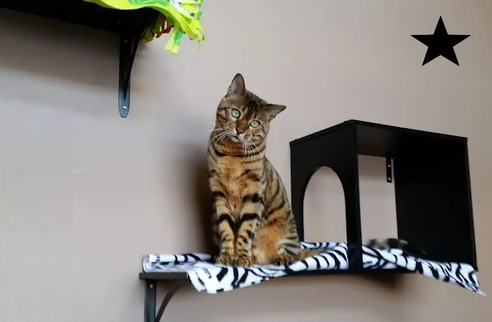 Cat Care Clinic - West Picture 10