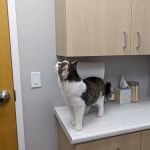 Faircrest Veterinary Care