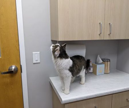 Faircrest Veterinary Care