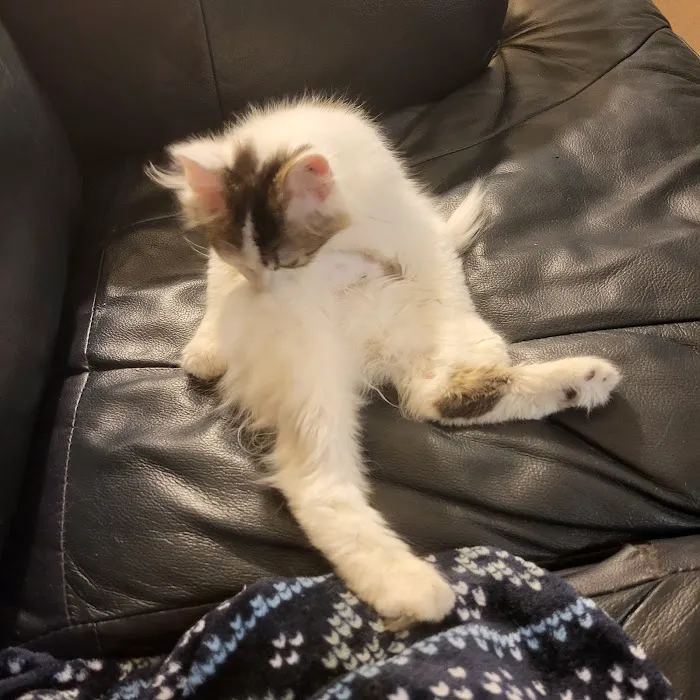 Precision Veterinary Picture 2