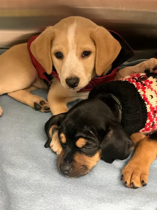 Precision Veterinary Picture 3