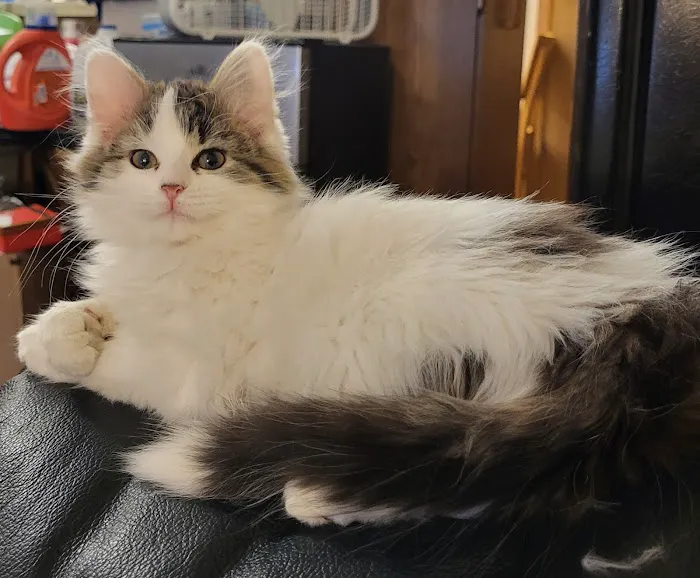 Precision Veterinary Picture 1