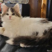 Precision Veterinary ico