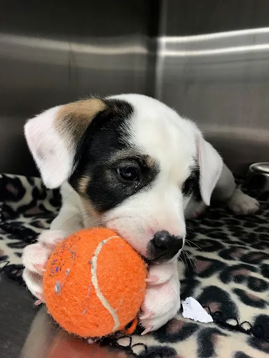 Precision Veterinary Picture 8