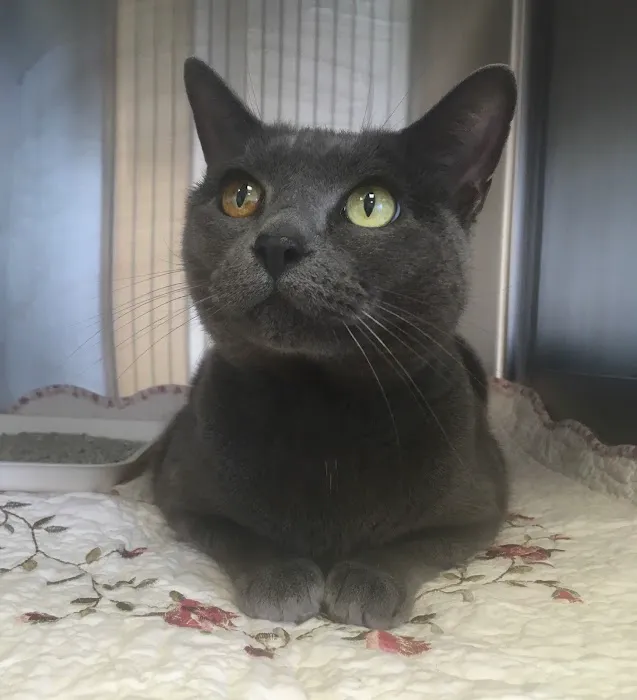 Precision Veterinary Picture 9