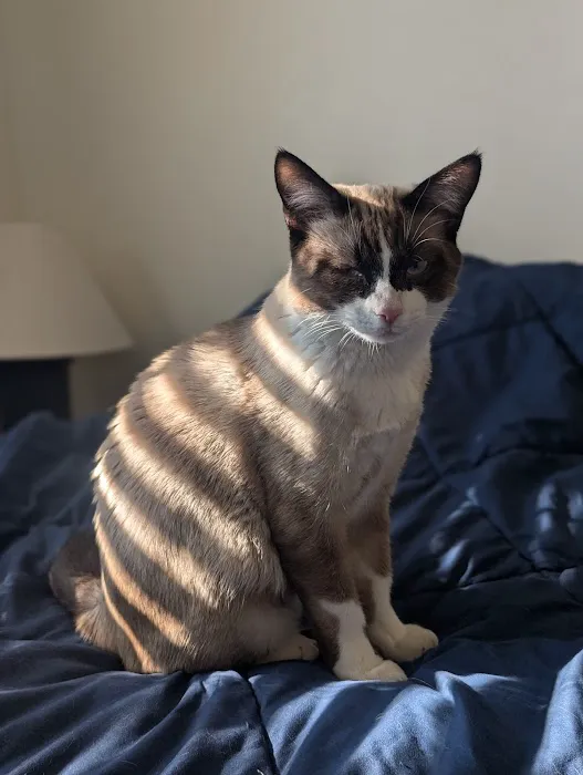 Precision Veterinary Picture 4