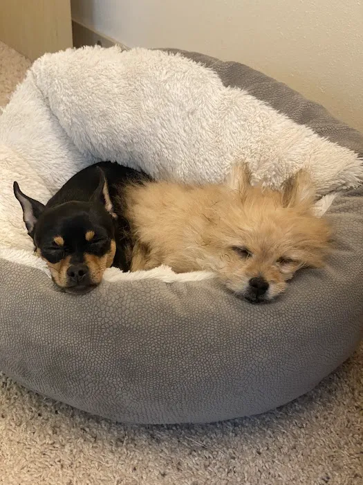 Precision Veterinary Picture 6