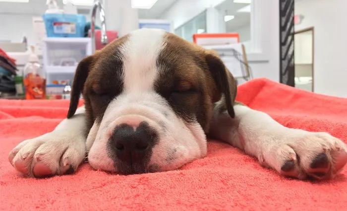 Precision Veterinary Picture 7