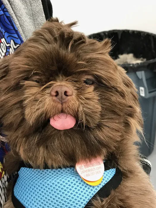 Precision Veterinary Picture 10