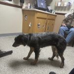 All Creatures Veterinary Hospital