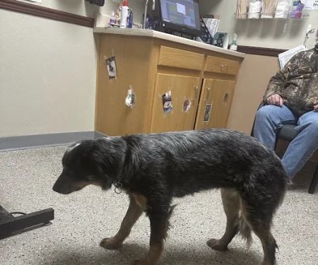 All Creatures Veterinary Hospital