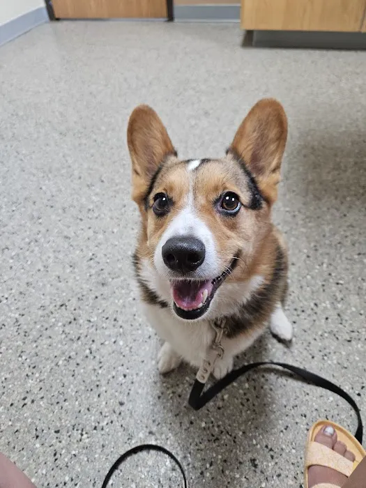 All Creatures Veterinary Hospital Picture 3