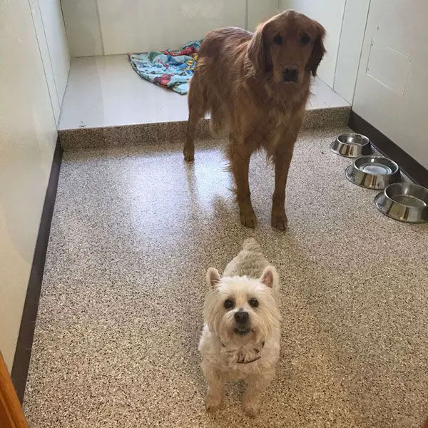 All Creatures Veterinary Hospital Picture 6