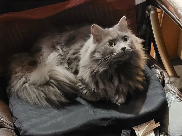 All Creatures Veterinary Hospital Picture 4