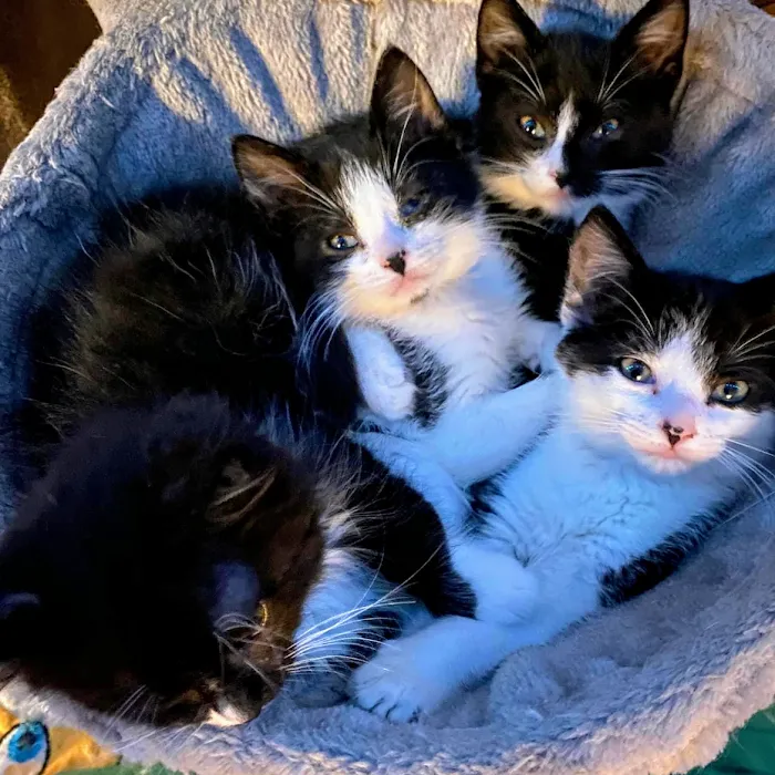 All Creatures Veterinary Hospital Picture 7