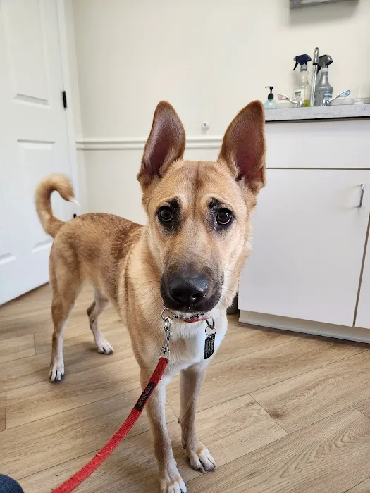 Braelinn Animal Hospital Picture 2