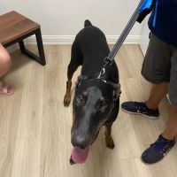 Braelinn Animal Hospital ico