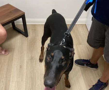 Braelinn Animal Hospital