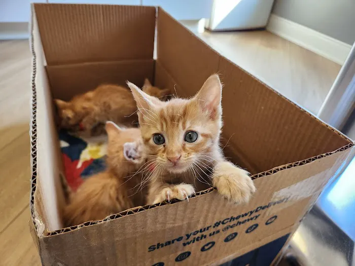 Braelinn Animal Hospital Picture 3