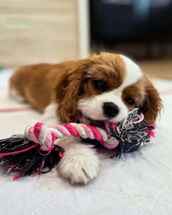 Braelinn Animal Hospital Picture 7