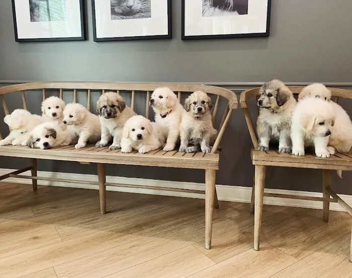 Braelinn Animal Hospital Picture 5