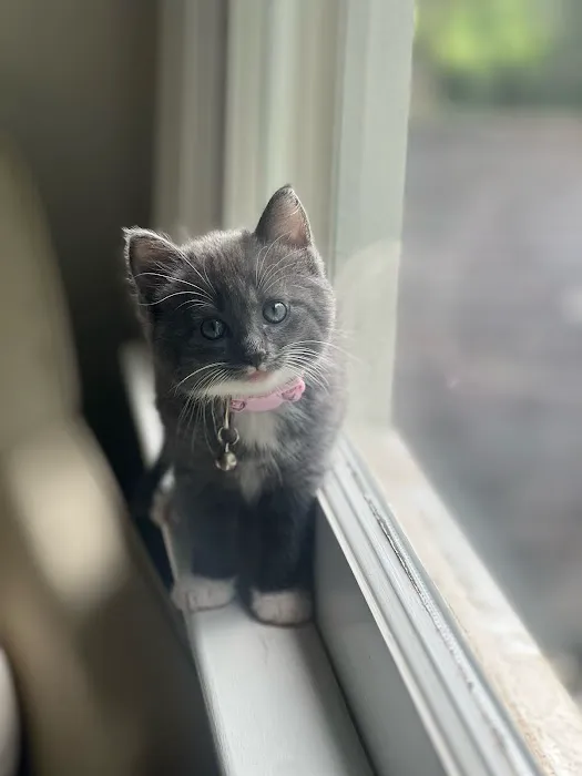 Braelinn Animal Hospital Picture 8