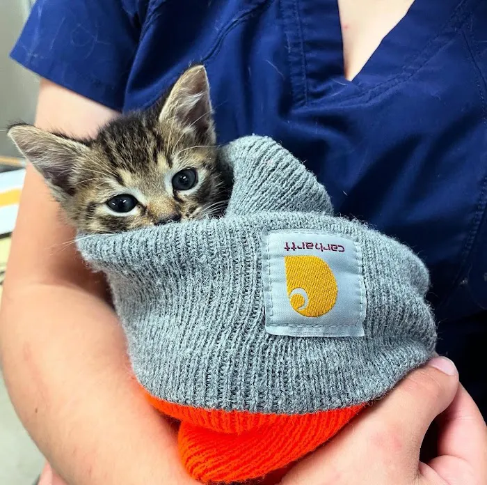 Braelinn Animal Hospital Picture 10