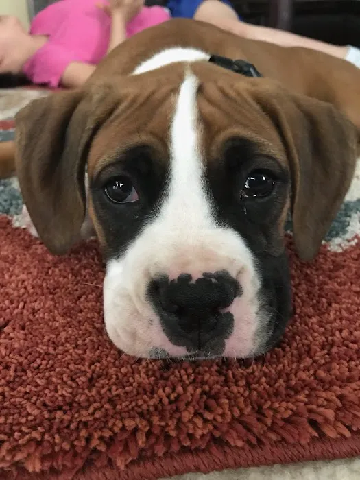 VCA Braelinn Village Animal Hospital Picture 1