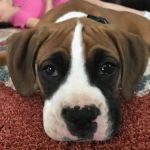 VCA Braelinn Village Animal Hospital