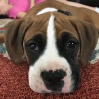 VCA Braelinn Village Animal Hospital ico