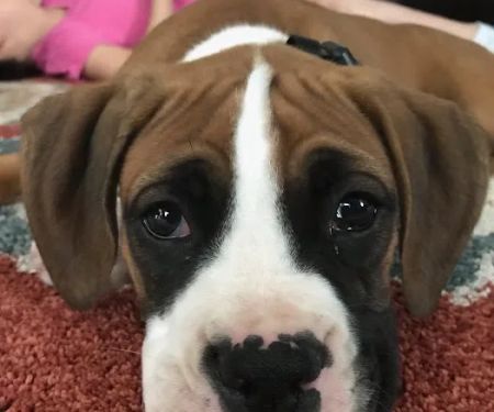 VCA Braelinn Village Animal Hospital