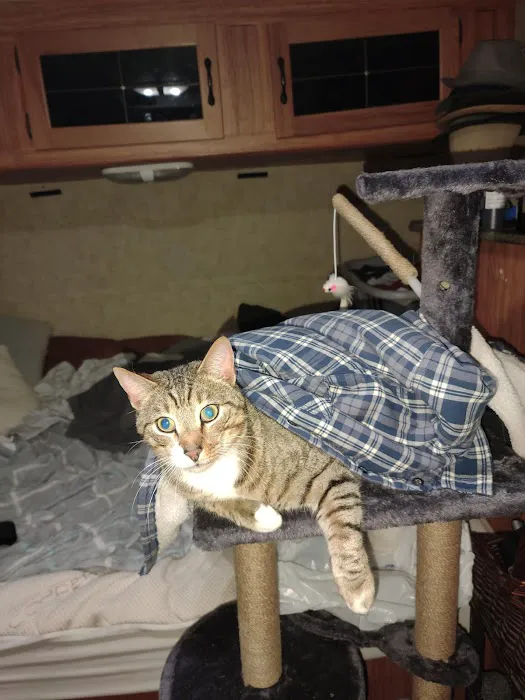 VCA Braelinn Village Animal Hospital Picture 2