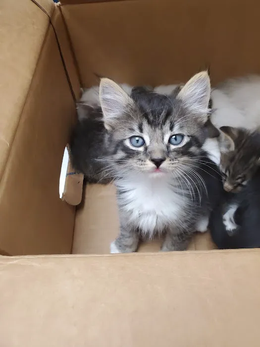 VCA Braelinn Village Animal Hospital Picture 4