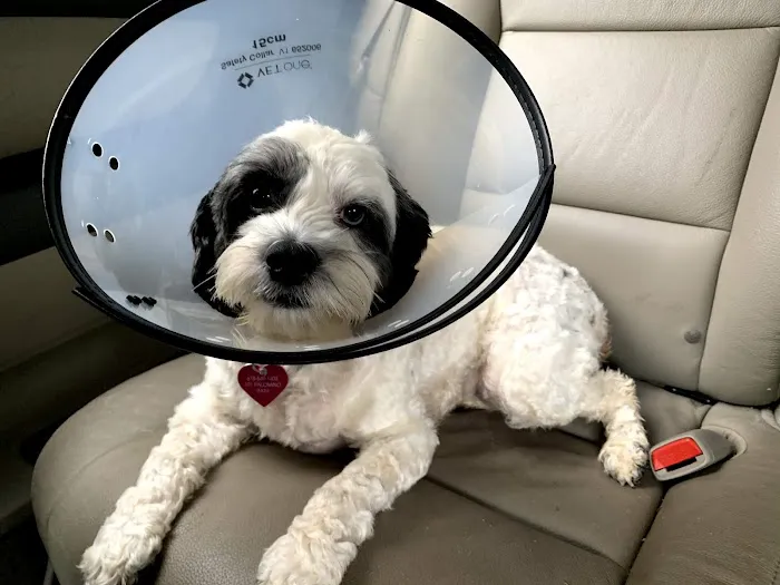 VCA Braelinn Village Animal Hospital Picture 3