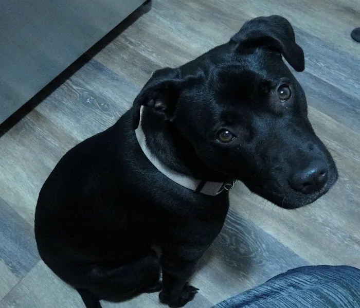 VCA Braelinn Village Animal Hospital Picture 6