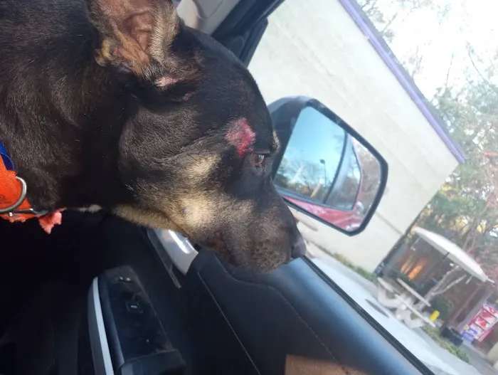 VCA Braelinn Village Animal Hospital Picture 7