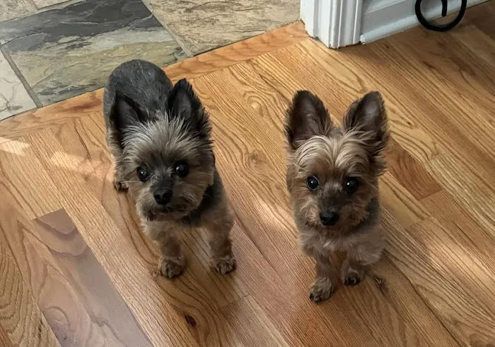 VCA Braelinn Village Animal Hospital Picture 8