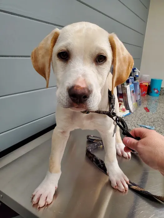 Zebulon Animal Hospital Picture 1