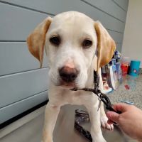 Zebulon Animal Hospital ico