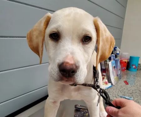 Zebulon Animal Hospital