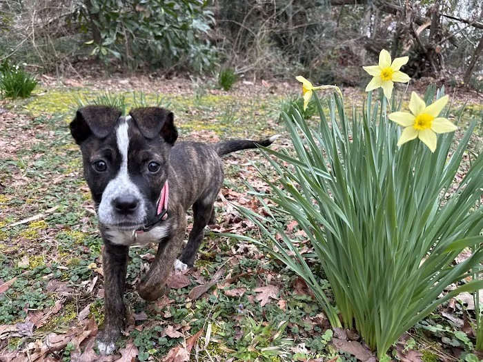 Zebulon Animal Hospital Picture 4
