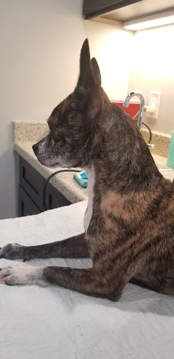 Newnan Animal Hospital Picture 3