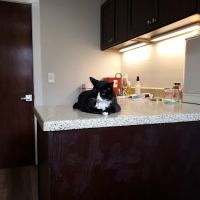 Newnan Animal Hospital ico