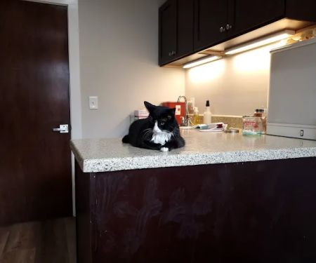 Newnan Animal Hospital